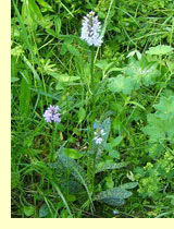 Ятрышник пятнистый, салеп, кукушкины слезки (Orchis maculata L.) Ятрышник пятнистый, салеп, кукушкины слезки (Orchis maculata L.)